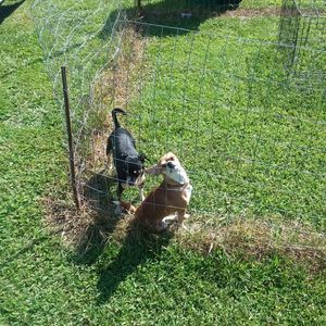 Meet your Posher, Donald